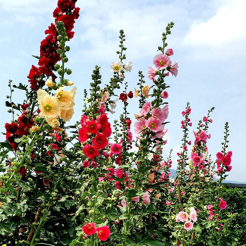 O1CN01iiEbQ71rIVu2A6Ynd__2200558985608