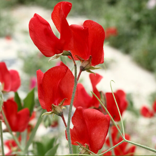 Royal Scarlet Sweet Pea Seeds
