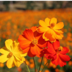 O1CN01qWXfxc2JkjlZZwlRj__2213216199460_jpg_q50_jpg