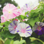 O1CN012yoZNe2JkjaRYSFvP__2213216199460_jpg_q30_jpg