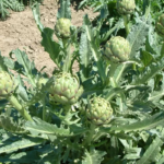 O1CN01wusa7J1dXiMiW1wMZ__1071273746_jpg_q50_jpg