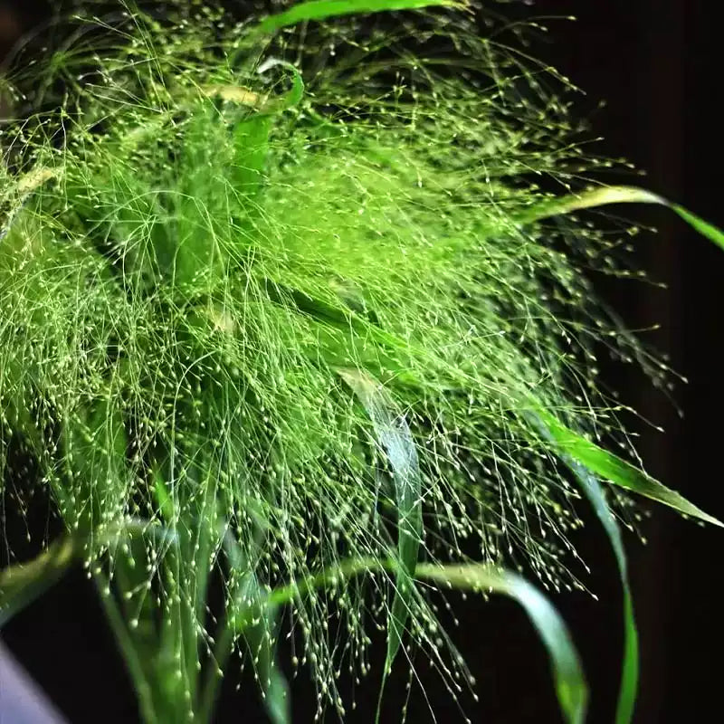 O1CN01j56qZN2Jkjm0fVEtF__2213216199460_jpg_q50_jpg