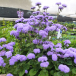 O1CN015i8AuX2JkjlgfoluR__2213216199460_jpg_q30_jpg