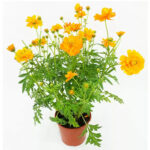 O1CN01eIVW4x2JkjlU0ElLK__2213216199460