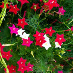 Cypress Vine Mix Morning Glory Seeds