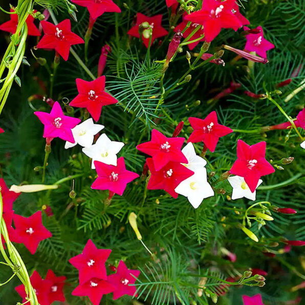 Cypress Vine Mix Morning Glory Seeds
