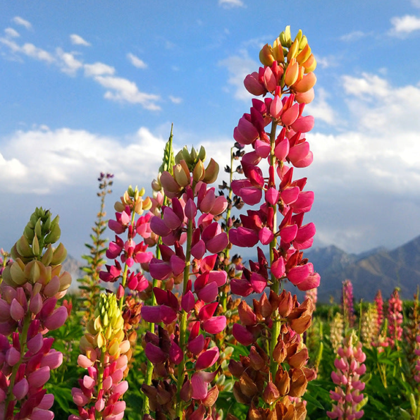 My Castle Russell Lupine Seeds
