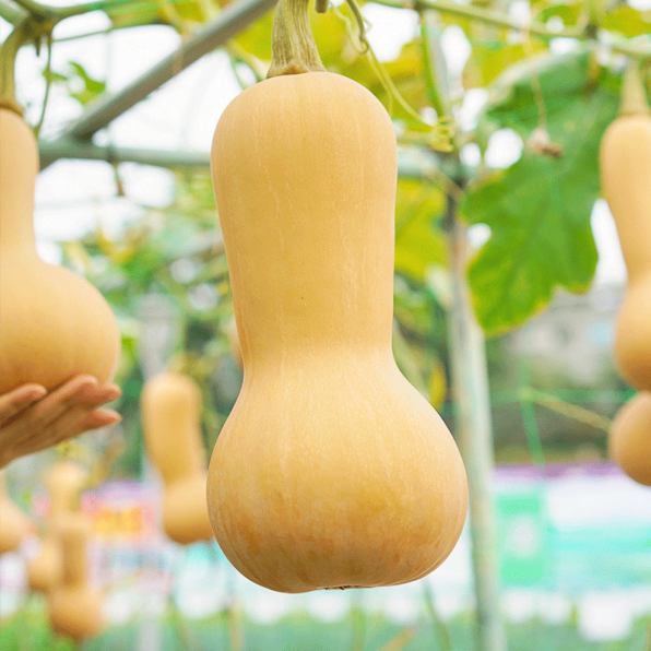 Honeybaby Hybrid Butternut Squash Seeds