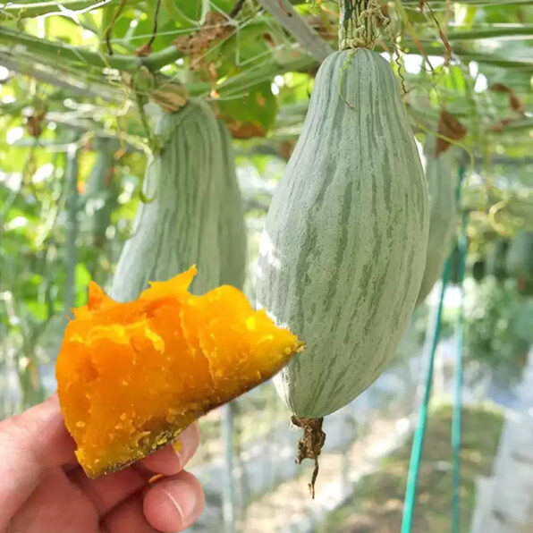 Blue Hubbard Organic Hubbard Squash Seed