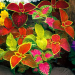 O1CN01jwERPu2JkjlPNr41S__2213216199460_jpg_q50_jpg