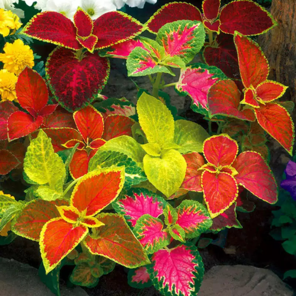Complete Mix Coleus Heirloom Seeds