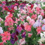 O1CN01uFlWd02JkjlTK35t6__2213216199460