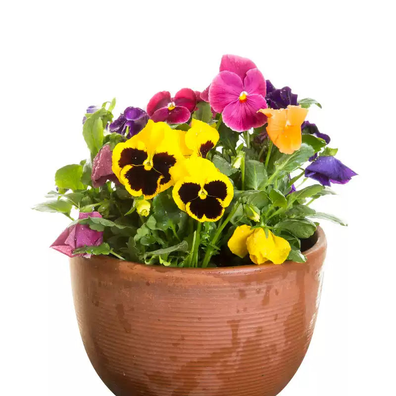 O1CN01k27OXC2JkjWaJFsjW__2213216199460_jpg_q50_jpg