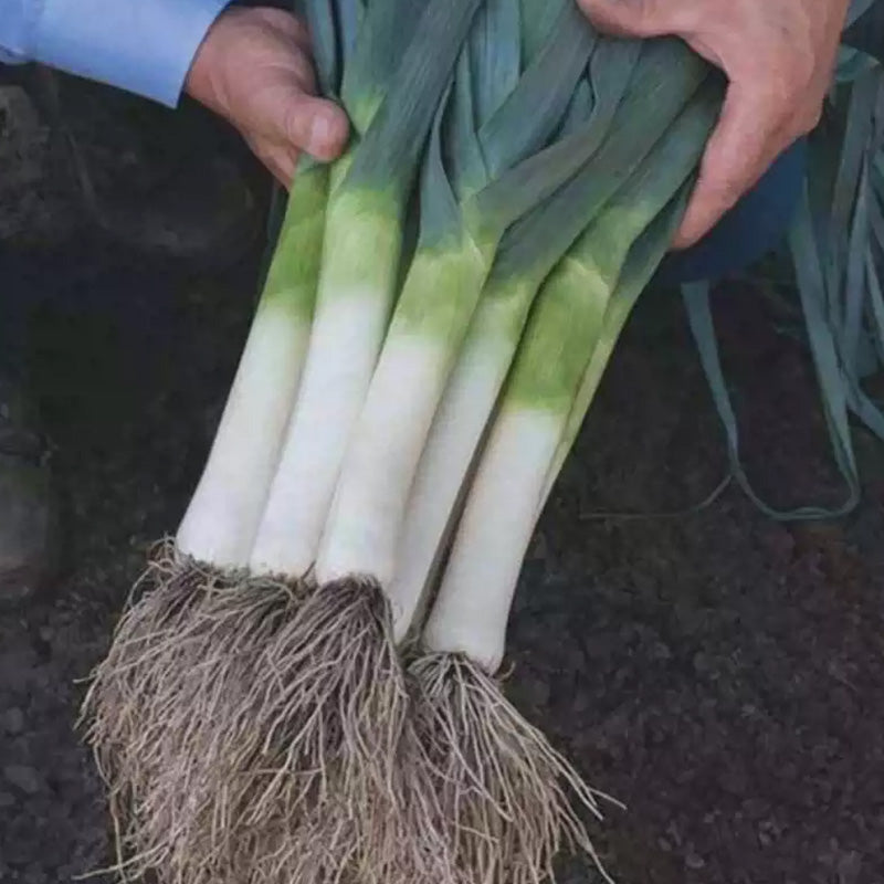 O1CN01k7Igym1sba5Tim92z__2215574735785_png_q50_jpg