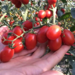 O1CN01HjZQfu2JkjWe7Wy3k__2213216199460_jpg_q50_jpg