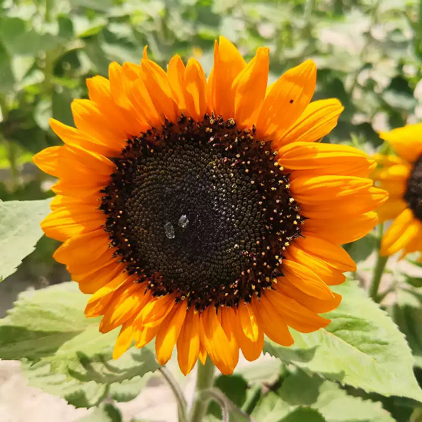 Zohar Hybrid F1 Organic Sunflower Seeds