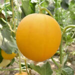 O1CN01kNnoRG2MznOKjUudN__3433789899_jpg_q50_jpg