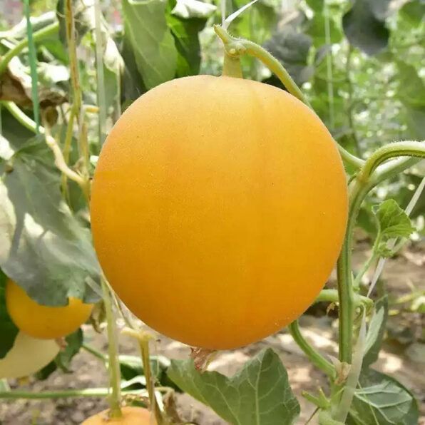 Juane Canary Heirloom Melon Seeds