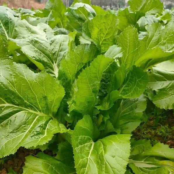 Savanna Hybrid Mustard Green Seeds