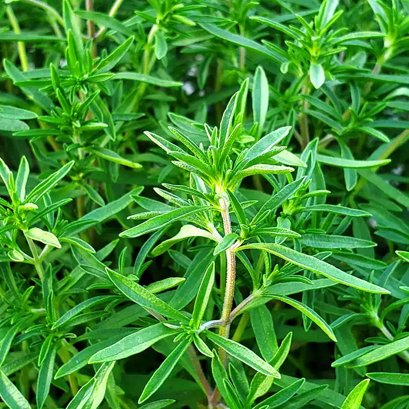 O1CN01kQslCl2JkjlnNvYGp__2213216199460_jpg_q50_jpg