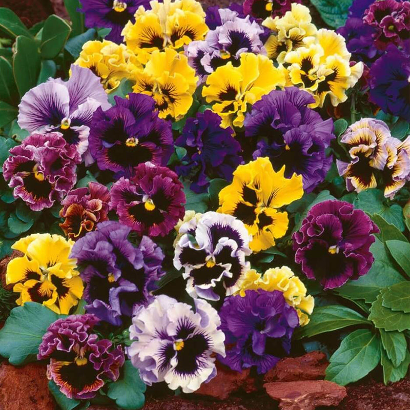 O1CN01kVa75S2Jkjj1pTFK9__2213216199460_66cd9a8f-2993-4d5d-9aab-29cd4c760b7d