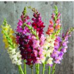 O1CN01OaEj3U2JkjZRpsRZv__2213216199460