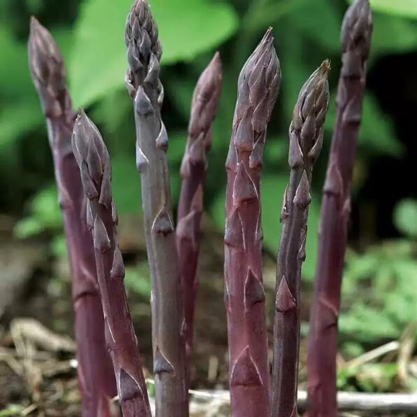 Asparagus 'Pacific Purple'