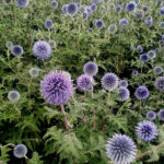 O1CN01WNbJZ12BdOFBJsSDY__2044468361-0-cib