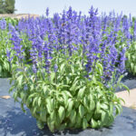 O1CN01w37fcn2BdOA9J7zuW__2044468361-0-cib