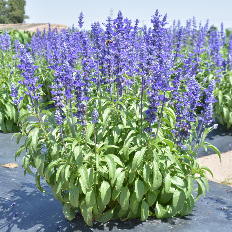 O1CN01ksDYwr2BdOADabYlY__2044468361-0-cib