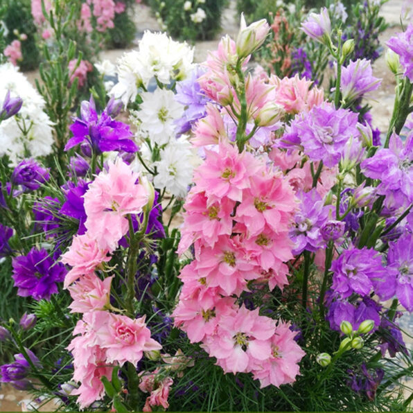 'The Seven Dwarfs' Mix Dwarf Larkspur Seeds
