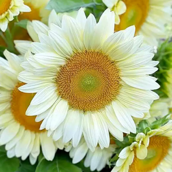 White Lite Sunflower Seeds