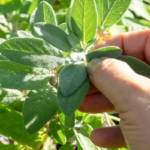 O1CN01Mjor7Z2Jkjli3tr6f__2213216199460_jpg_q50_jpg