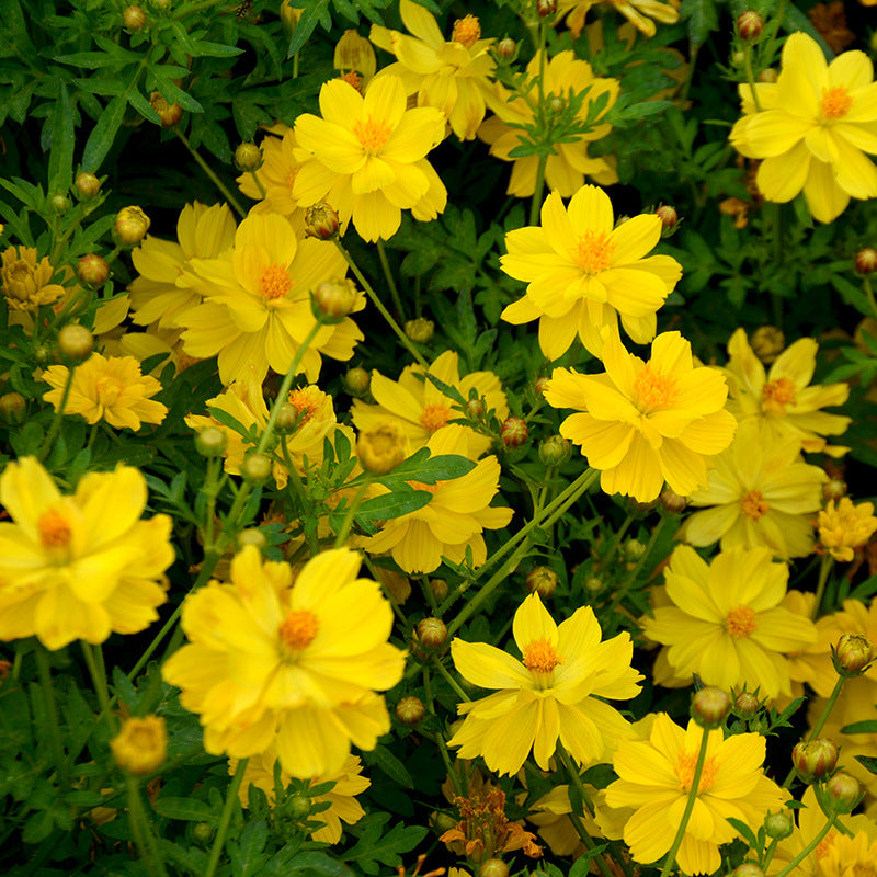 O1CN01lE0PKF2BdOHer0sok__2044468361-0-cib_1