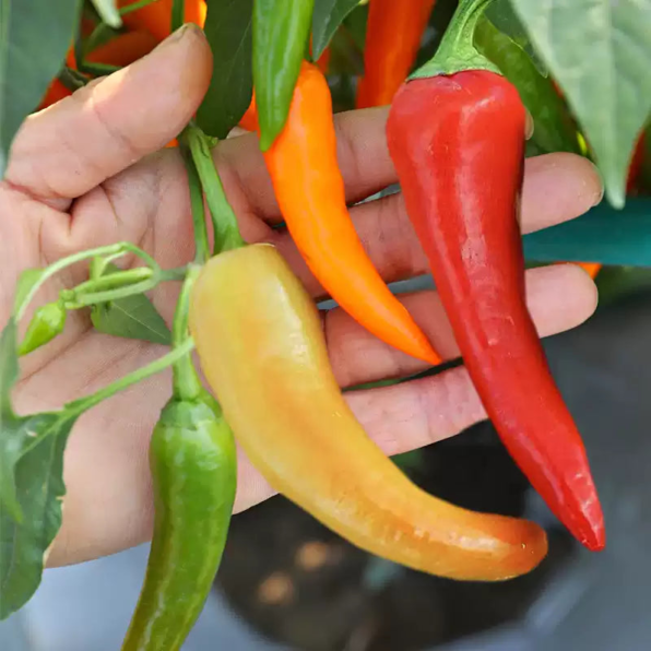 Sweet Sunset Hybrid Pepper Seeds