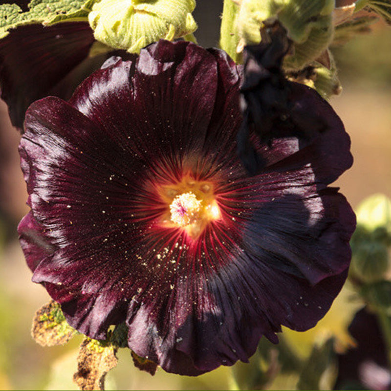 O1CN01lQNiPA2BdOABgNs2r__2044468361-0-cib_2