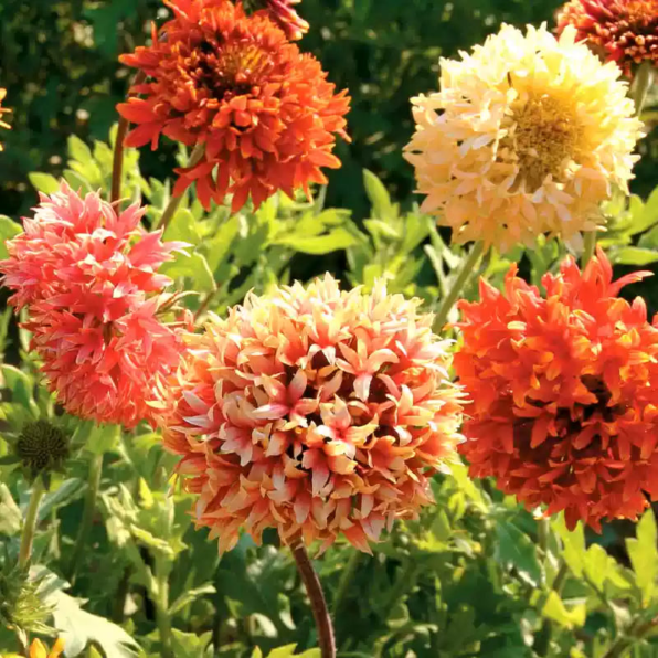 Double Mix Blanket Flower Seeds