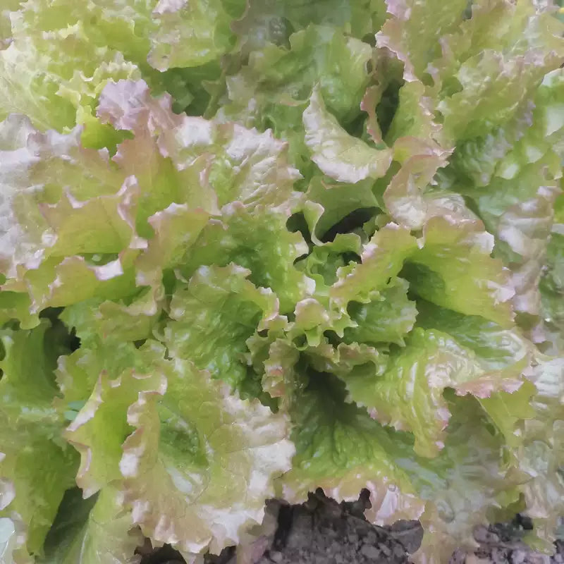 O1CN01ll9gGU2NRHEuxKrmw__719379959_jpg_q50_jpg