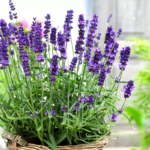 O1CN0111Gxzv2Jkjle5bZci__2213216199460_jpg_q50_jpg