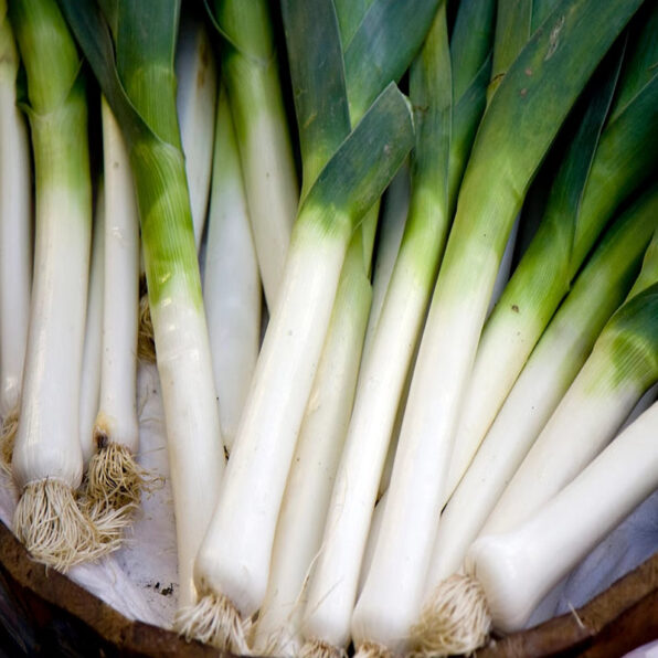 King Richard Organic Leek Seed