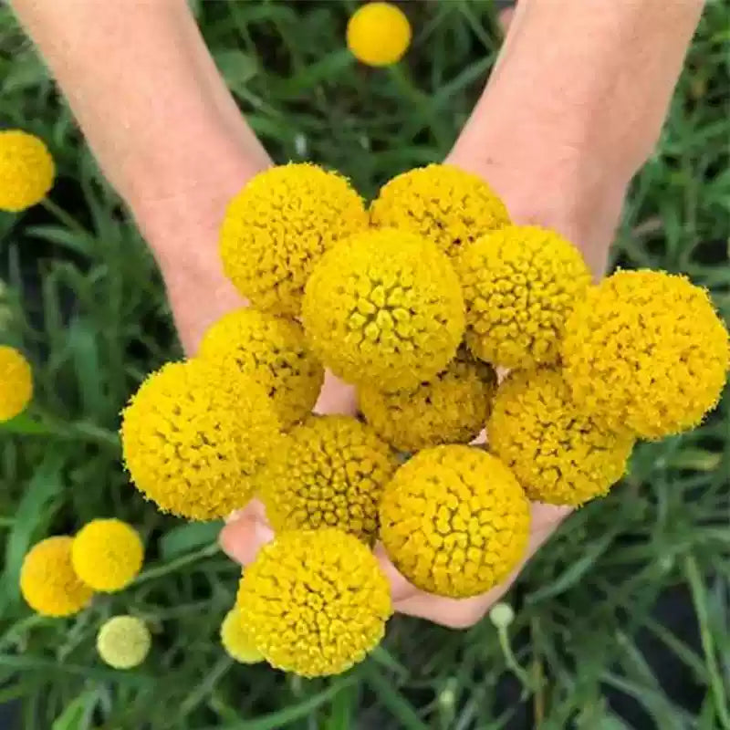 O1CN01mWS3NB1kHPdNoQ1S5__2212881014658_jpg_q30_jpg