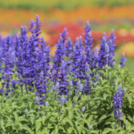 O1CN01XrJxMW1wtgBLlmMvt__753026366_jpg_q50_jpg