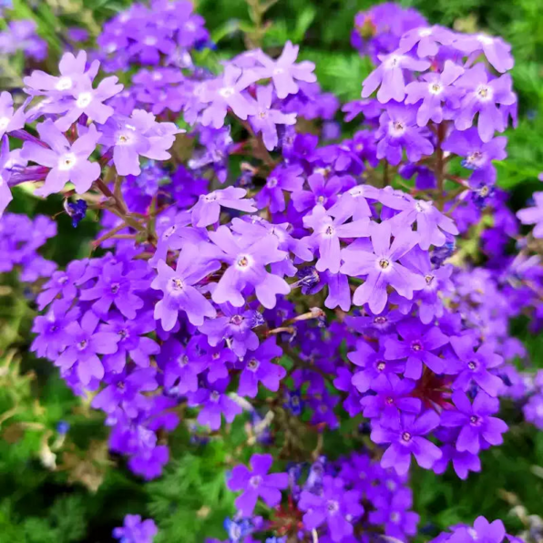 Verbena 'Homestead Purple' Vervain Seeds