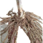 O1CN01kv7jKR1rRfe3mN2Wv__1771235628_jpg_q50_jpg