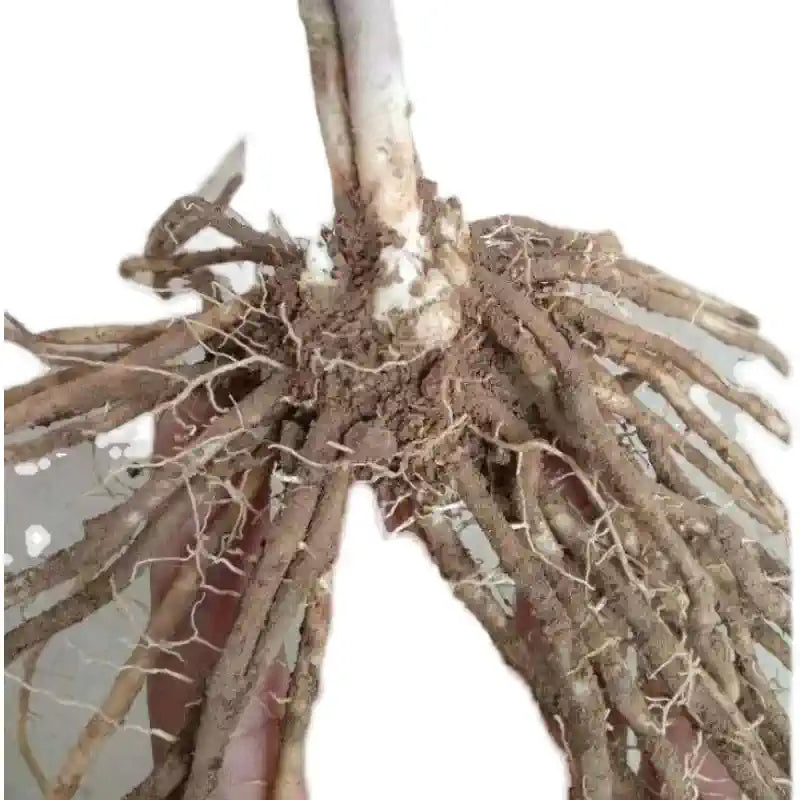 O1CN01mZCFsT1SyJiMGQuBi__2187412315_png_q30_jpg