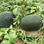 O1CN01O80h3c2LGcy0RKReM__2217597449665_jpg_q50_jpg