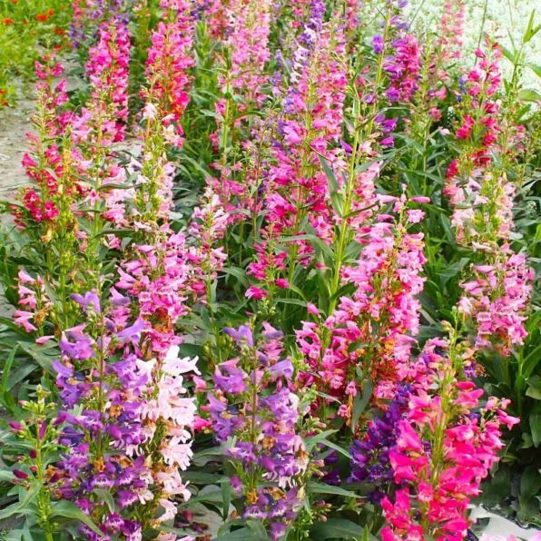 Twizzle Mix Penstemon Seeds