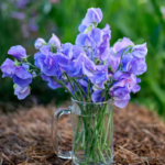 Purple Mix Sweet Pea Seeds