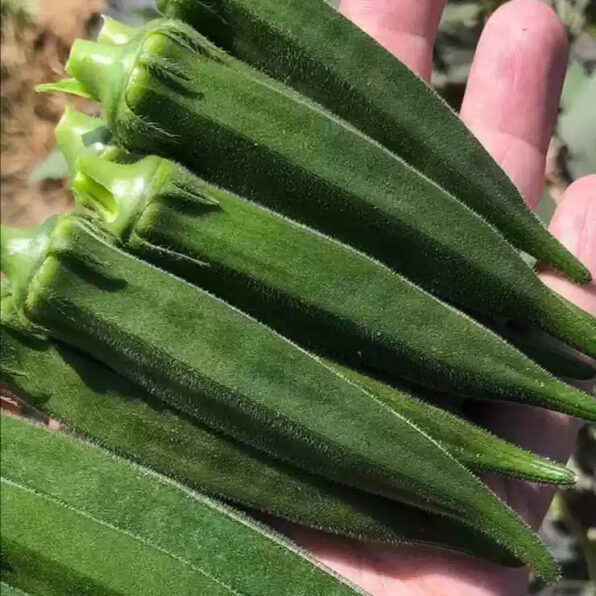 Jambalaya Okra Seeds