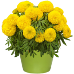 e08c327019d299ef26ec77fea1230d36